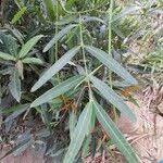 Image result for Secamone retusa