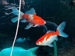 Hubungi kami untuk solusi kolam ikan yang sehat dan pemasangan jasa filter kolam ikan koi anda. Jenis Ikan Komet Yang Memiliki Bentuk Paling Cantik Ikanesia Id