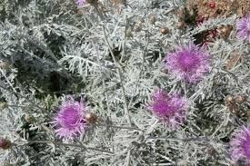 Check spelling or type a new query. Centaurea Gymnocarpa Purple Bush Dusty Miller