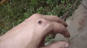 Barata vs aranha (aranha armadeira? Pequena Visitante Na Reforma Aranha Saltadora Youtube