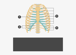 Please click on the diagram(s) to view larger version. Test Yourself Image For The Rib Cage With Answers Hidden Rib Cage Free Transparent Png Download Pngkey