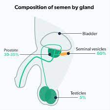 How to Increase Semen Volume | Ro Man