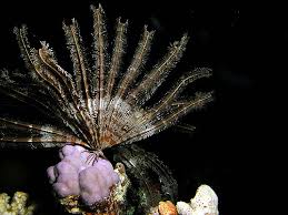 نجم البحر, البحر رمز في sea elements icons ✓ العثور على الكمال رمز المشروع الخاص بك. Ù†Ø¬Ù… Ø§Ù„Ø¨Ø­Ø± Ø§Ù„Ø±ÙŠØ´ÙŠ Ø´Ø¹Ù„Ø© Com