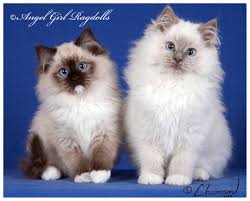 These adorable kittens are available for adoption in seattle, washington. Ragdoll Kittens For Sale In Virginia Petfinder