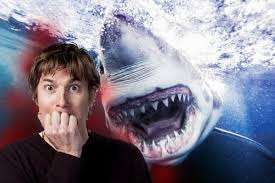 Seorang peneliti hiu, ocean ramsey pernah berenang dengan hiu putih terbesar yang berada di lepas pantai oahu, hawaii pada 15 januari 2019. Hiu Gak Selalu Memangsa Manusia Simak 7 Fakta Tentang Ikan Besar Ini