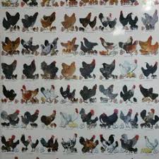 Proud member of az pet vet. Livestock Feed And Supply In Surprise Yelp