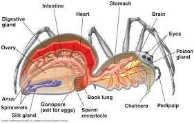 Anatomy Of A Spider It S Heart S In The Back End In 2020 Spider Anatomy Animal Bones