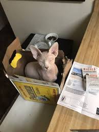 Here's how you can benefit by looking at adoption as an option to buying a munchkin for sale in san diego, or seeking a munchkin cat from a breeder in san diego. Dare2b Bare Sphynx 28 Photos 13 Reviews Pet Adoption 10310 Wateridge Cir Sorrento Valley San Diego Ca Phone Number Yelp