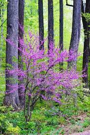 Beautiful flowering trees in park. Picture This Photo Contest For July Flowering Trees