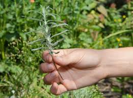 Image result for lavender cuttings