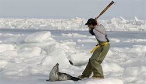 Stop The Slaughter Of Baby Seals Pamelyn