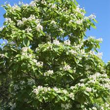 Image result for Catalpa
