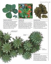 Choose the best, display creatively, nurture and care, 175 plant… by zia allaway hardcover s$32.10. The Complete Book Of Cacti Succulents The Definitive Practical Guide To Culmination Propagation And Display American Horticultural Society Practical Guides Amazon Co Uk Hewitt Terry 9780789416575 Books