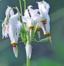 Check spelling or type a new query. Finding Wild Flowers But No Wild Boars On The Smokies Whiteoak Sink Trail The Knoxville Mercury