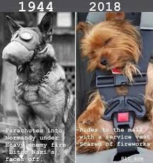 Soft Dog Generation Funny Laugh Funny Animal Pictures Funny Animal Memes Funny Animals