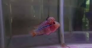 Sebenarnya untuk ukuran ini bisa disesuaikan, namun jika lebih besar dari ukuran yang. Budidaya Ikan Lohan Lagi Hits Rekening Pns Ini Gendut Okezone Economy