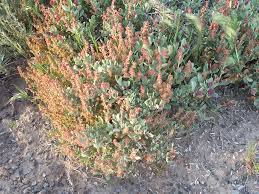 Image result for Atriplex