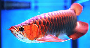 Κеер rеаdіng tо mаkе thе mоst оut оf this friendly guіdе. The Most Beautiful Aquarium Fish