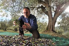 Huile D Olive Il Faut Connaitre La Date De La Recolte Manger Mediterraneen