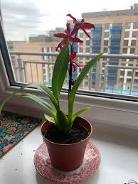 When transplanting multiple orchids, use cinnamon to sterilize your tool. First Time Orchid Owner Is This An Epidendrum It Came In Potting Soil Do I Need To Repot It In An Orchid Mix Orchids