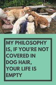 Pin On Dog Quotes