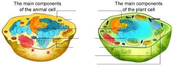Check spelling or type a new query. Grade 6 Science Cells Aris Diagram Quizlet