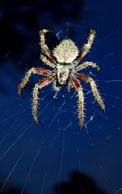 Big Spider Spider Big Spiders Creepy Crawlies