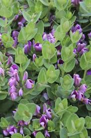 Image result for Polygala