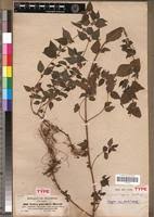 Image result for Droguetia iners