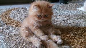 Cara mengobati cacingan kucing anda. Sold Anak Kucing Parsi Untuk Dijual Bil 3 2014 Kucing Dennis Zill