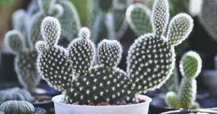 Mold growth on cactus is more common in areas where cacti such as the mexican nopal (below left) grows in higher and less originally, the cochineal bugs were limited to the new world. Opuntia Microdasys Info Growing Bunny Ear Cactus Plant Care Today