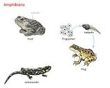amphibian noun - Definition, pictures, pronunciation and usage ...