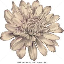 Beautiful Colorful Chrysanthemum Flower Isolated On White Background Vector Illustration Birth Flower Tattoos Chrysanthemum Tattoo Chrysanthemum Flower Tattoo