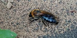 For one thing, there is a long history of behavior experiments based on training bees to respond to specific colors. Unknown Bee Like Insect Colletes Thoracicus Bugguide Net