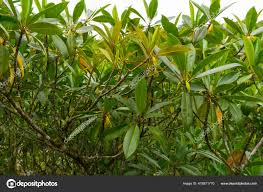 Image result for Avicennia marina