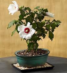 Explore a wide range of the best bonsai flower plant on aliexpress to find one that suits you! Dwarf Hibiscus Bonsai 54 99 Rose Seeds Flower Seeds Bonsai Flower