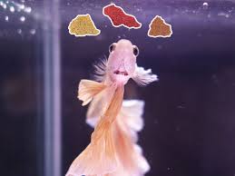 Pet food and treats up to 80% off! Can Betta Fish Eat Tropical Flakes Ultimatebettas