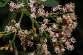 Image result for Pluchea dioscoridis