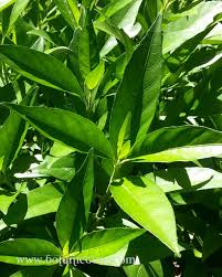 Verified by not on sheet Justicia Gendarussa Gandarusa Botanic Guru