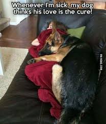 Dogs What Did We Do To Deserve You Dog Lovers German Shepherd Dogs Cute Funny Animals Funny Dogs