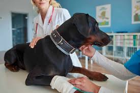 All answers shown come directly from parker pet care reviews and are not edited or altered. Who Are Plano Moms Favorite Local Vets