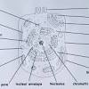Asked nov 28, 2017 in class ix science by ashu premium (930 points) draw a neat diagram of animal of an animal cell and label any four parts of it. 1