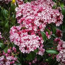 Pests and diseases image library. Keepsake Mountain Laurel For Sale Online The Tree Center