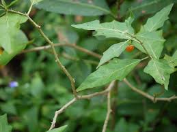 Image result for Solanum anguivi