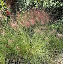 Check spelling or type a new query. Muhlenbergia Capillaris Wikipedia
