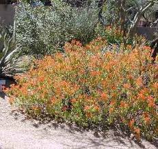 Justicia spicigera ( mohintli ) is a shrub. Justicia Spicigera Alchetron The Free Social Encyclopedia