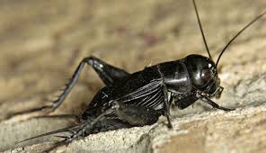 Welcome to the doodle cricket game! 5 Species Of Cricket Found In India Lifeberrys English Dailyhunt