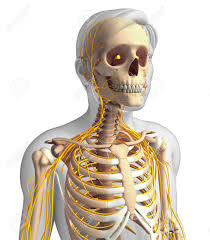 Male muscular system anatomy human body poster room decor gift print wall art medical art. Illustration Of Male Ribcage With Nervous System Artwork Stock Photo Picture And Royalty Free Image Image 44278399