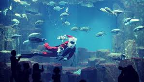 Последние твиты от grand aquarium (@grandaquarium). 3 Aquariums Incontournables D Idf