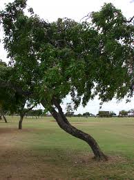 Image result for Millettia pinnata
